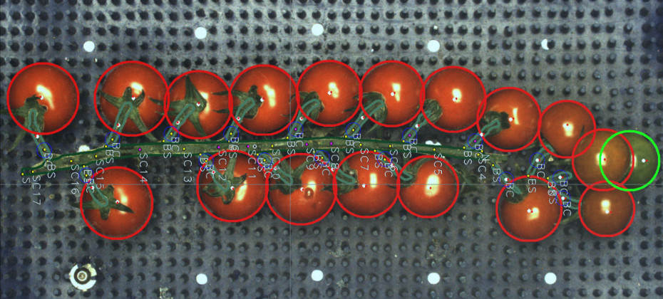 Tomato AI